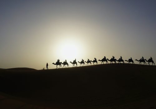 Camels in the Sahara