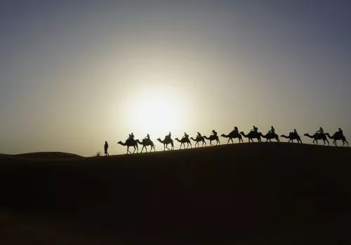 Camels in the Sahara