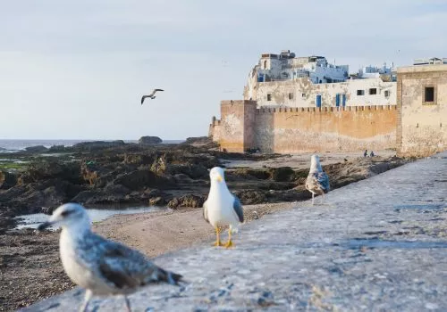 Marrakech Day Trips to Essaouira