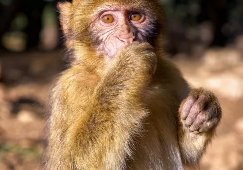 Monkey standing upright on its hind legs in the forest of Azrou, Morocco